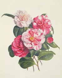 Kamelien, ca. 1840